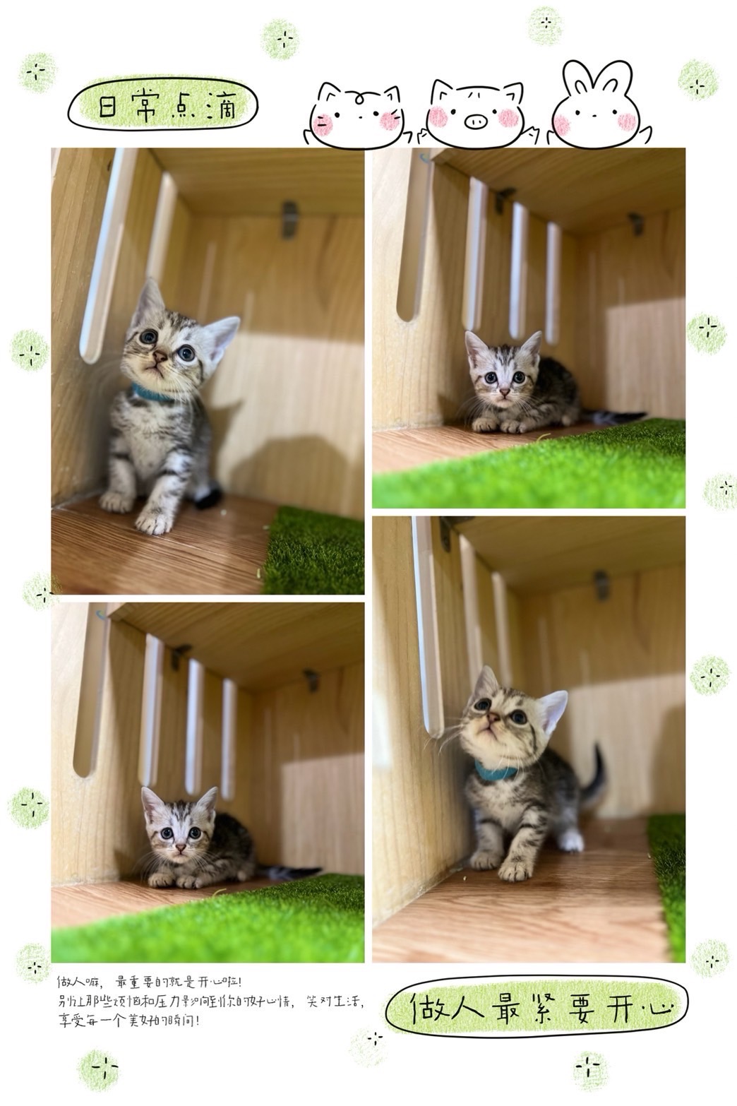 布魯斯貓舍／銀白螺旋紋美國短毛貓