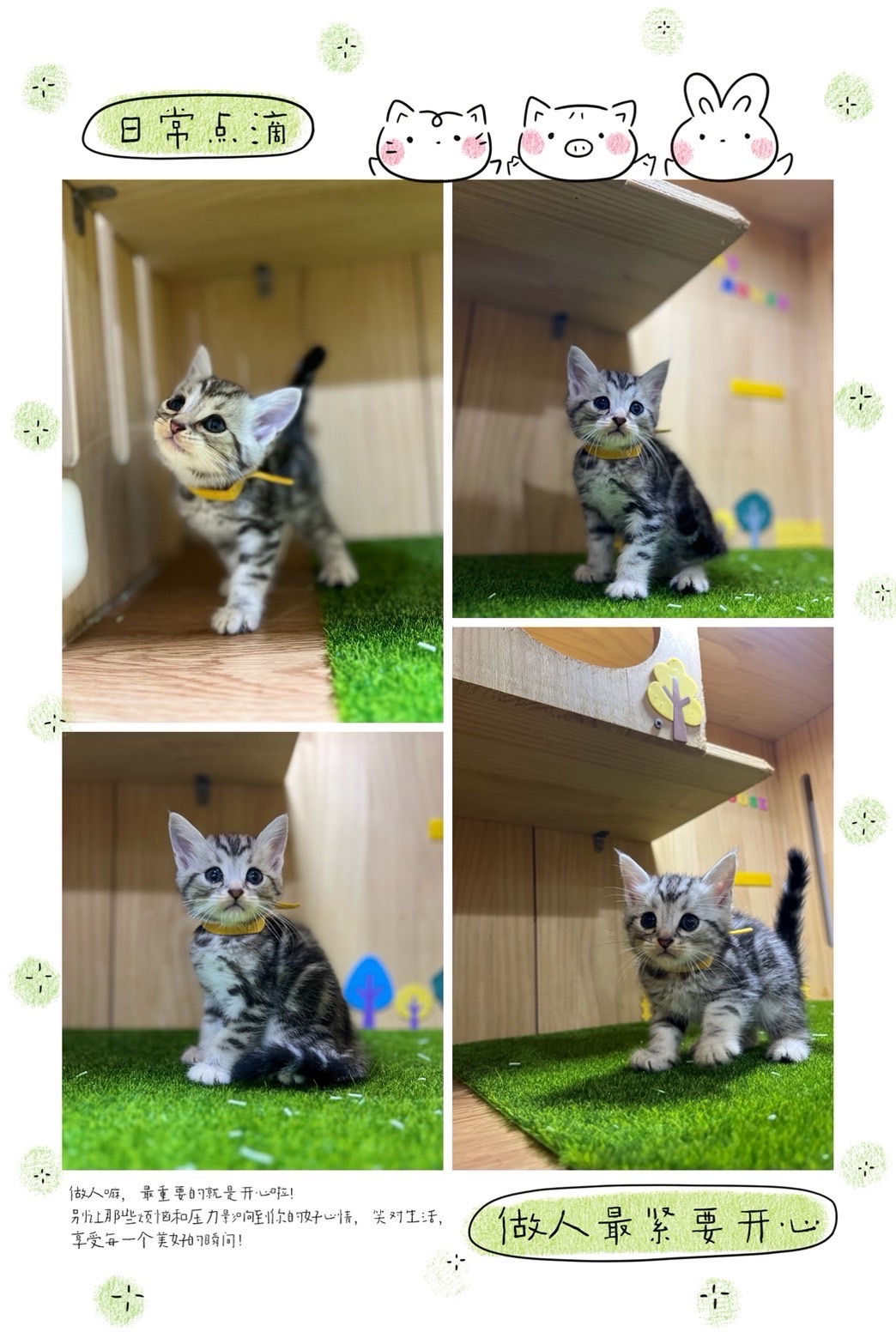 布魯斯貓舍／銀白螺旋紋美國短毛貓