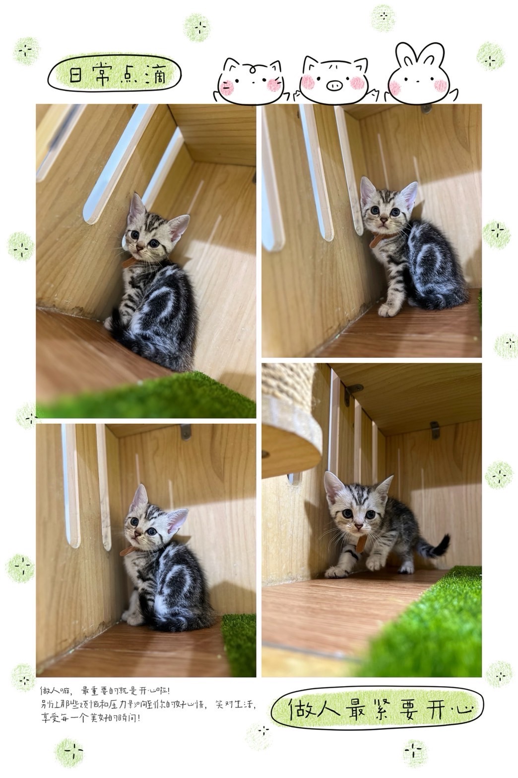 布魯斯貓舍／銀白螺旋紋美國短毛貓