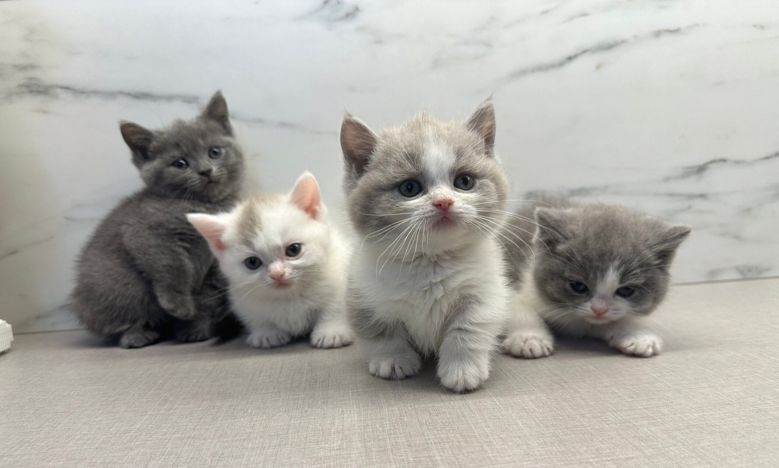 野獸派貓舍／英國短毛貓&曼赤肯