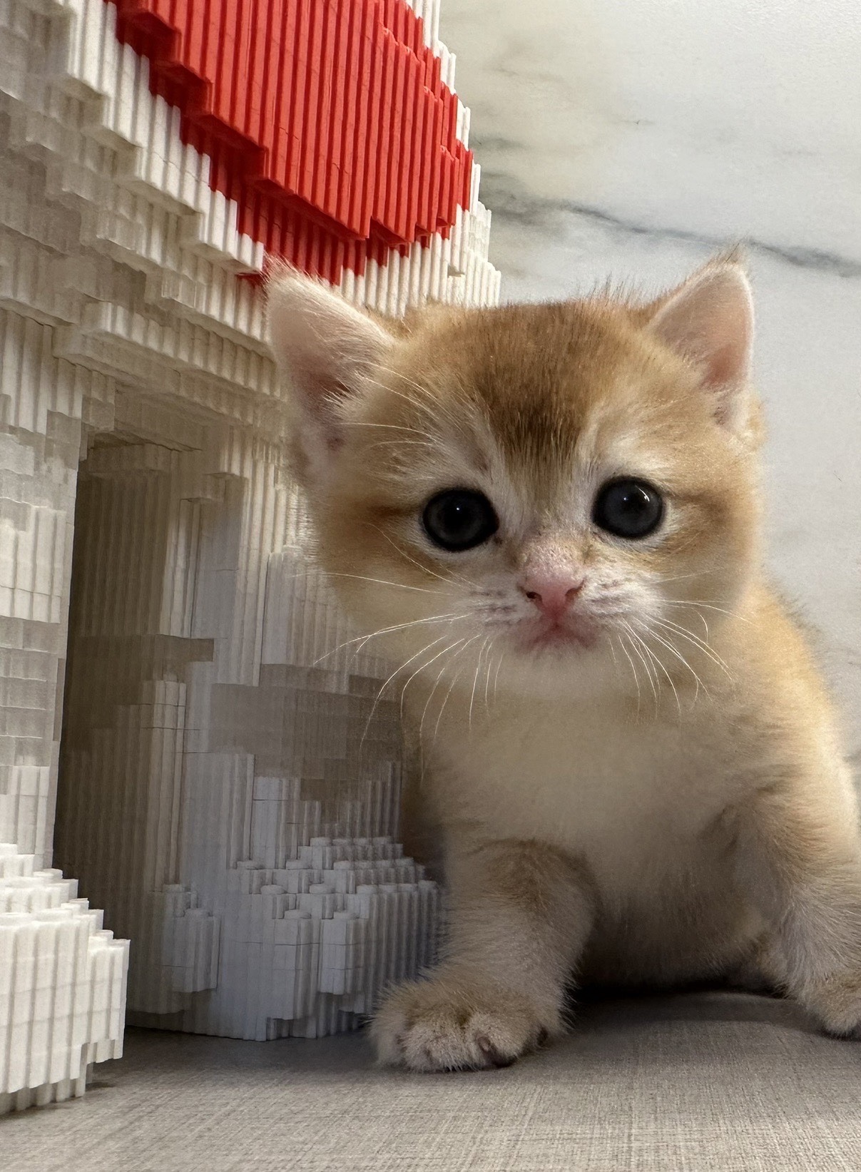 野獸派貓舍／英國短毛貓&曼赤肯