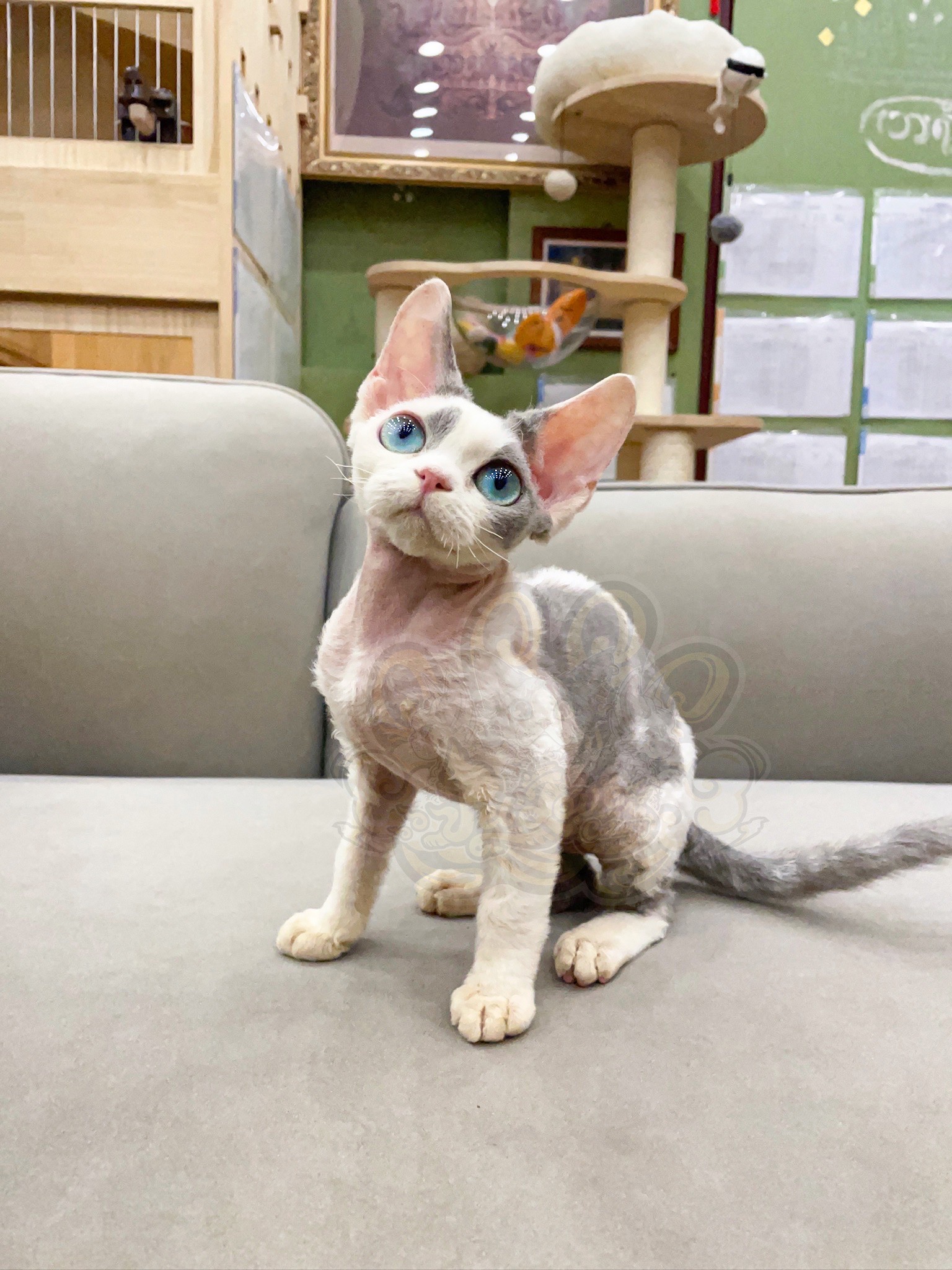 寵愛貓舍／藍白彩瞳德文捲毛貓