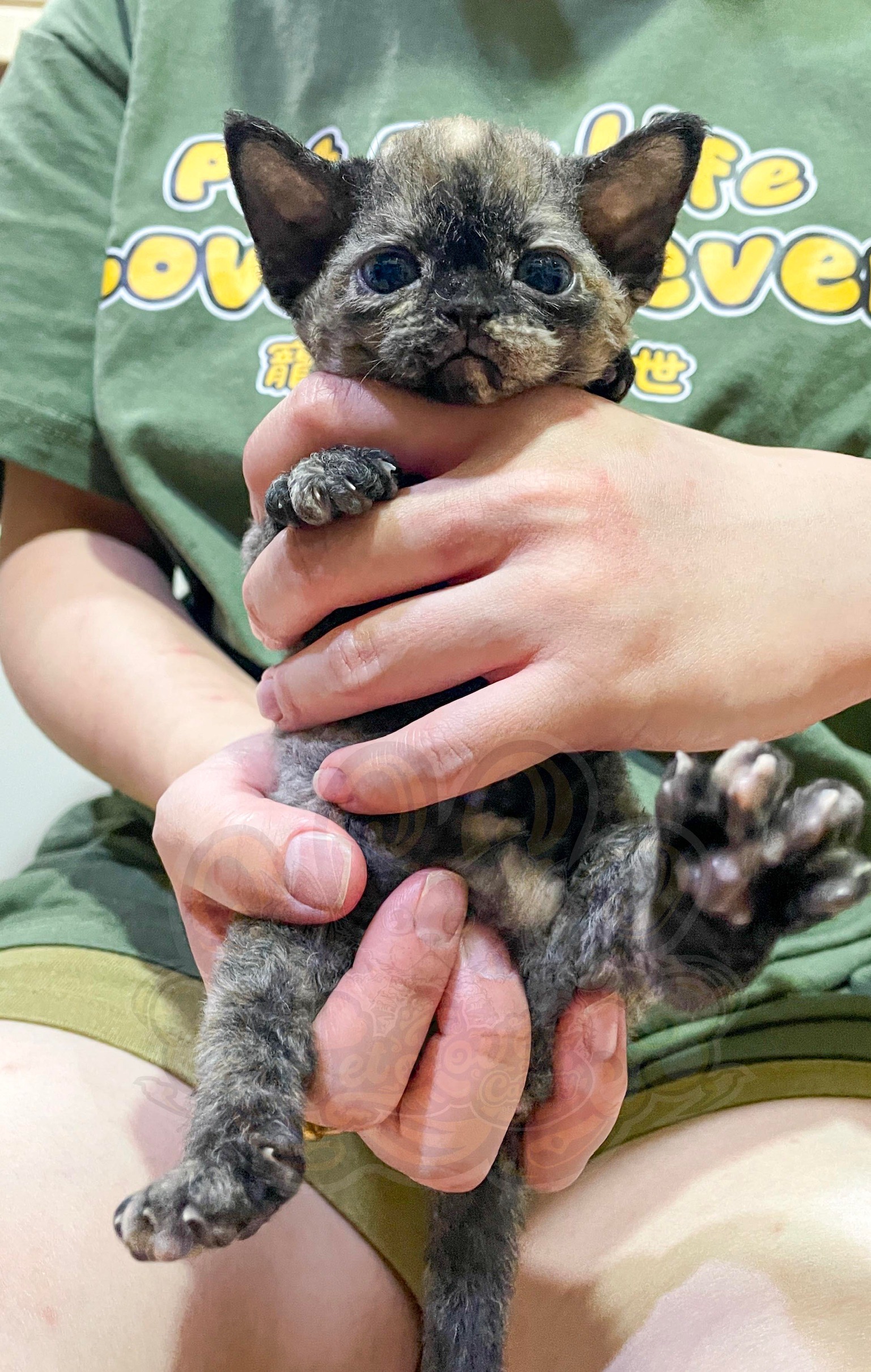 寵愛貓舍／玳瑁色德文捲毛貓