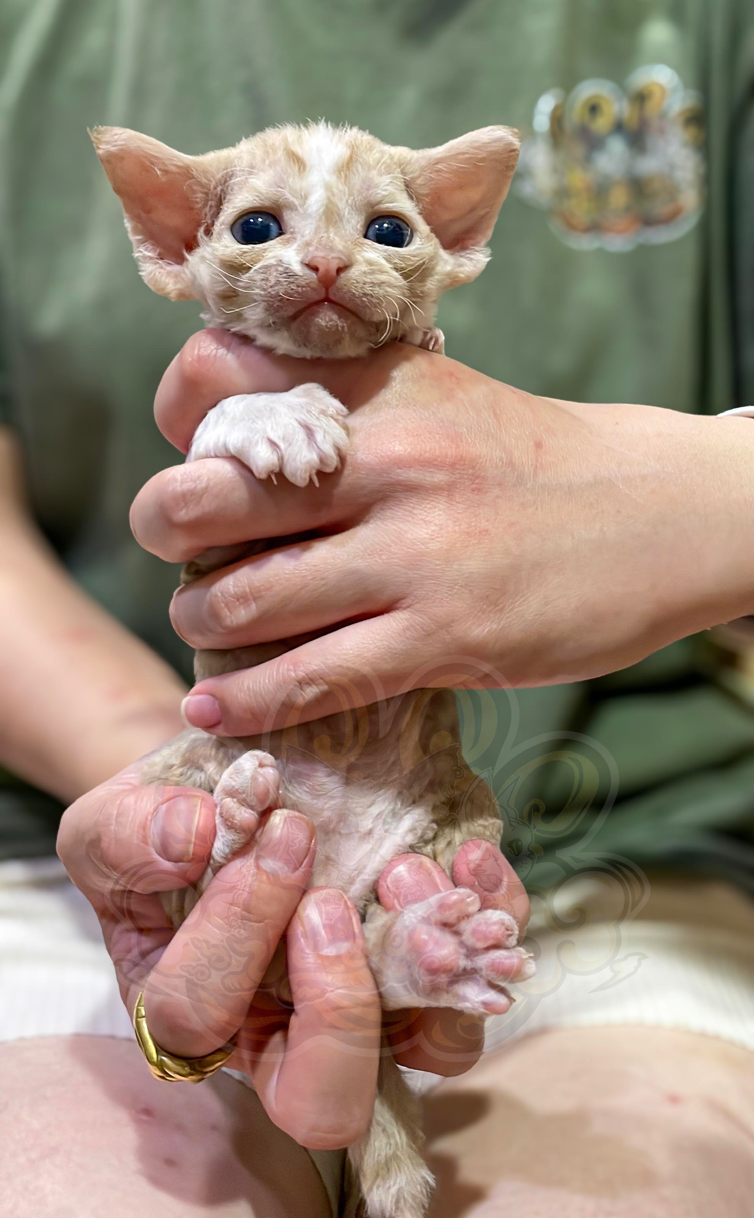 寵愛貓舍／紅加白德文捲毛貓