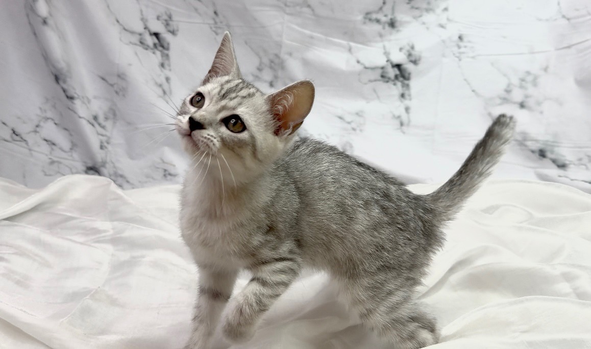 華貴皇族國際專業貓舍／銀小鹿色英國短毛貓