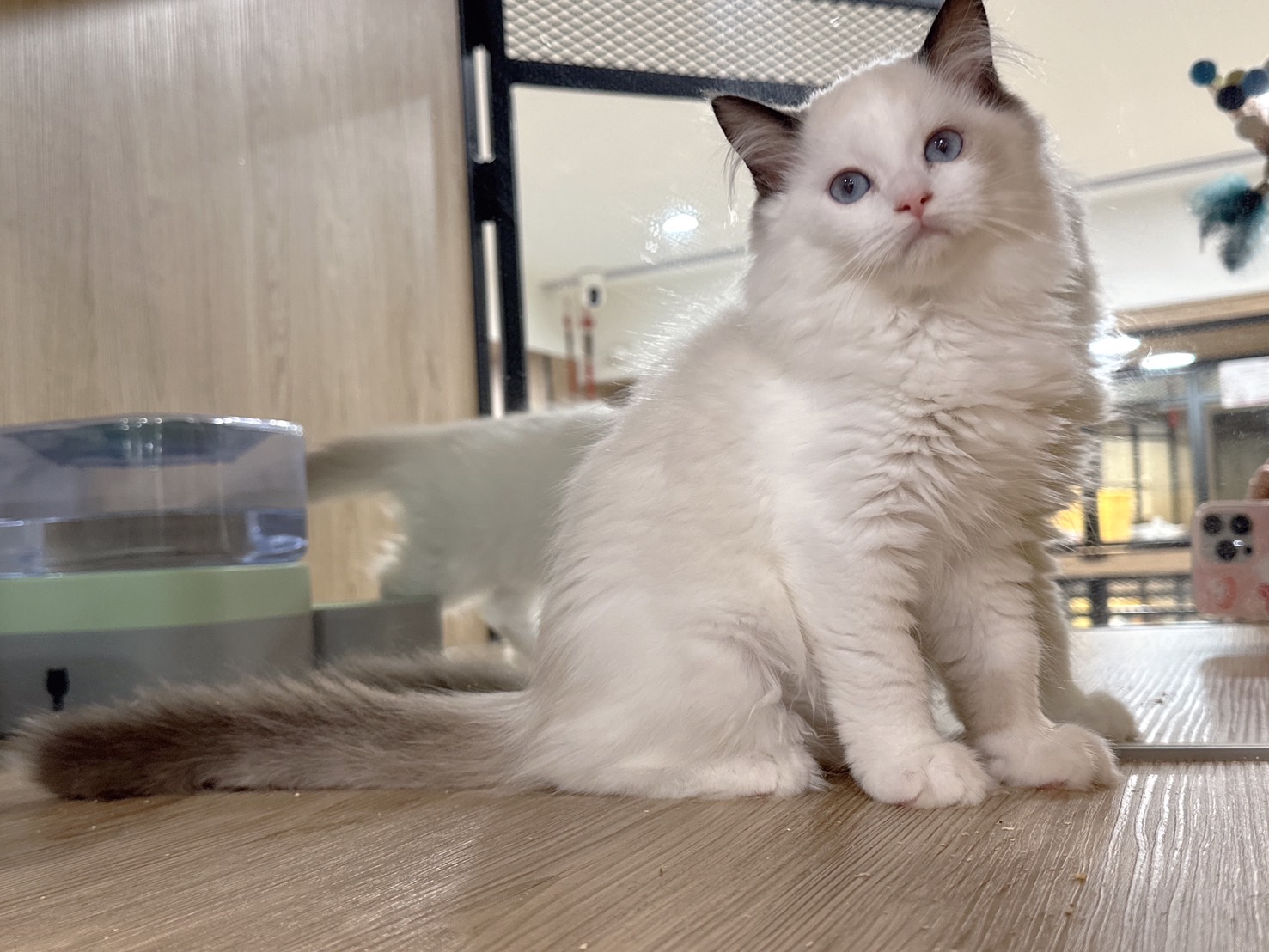 喜得貓社／海雙色布偶貓