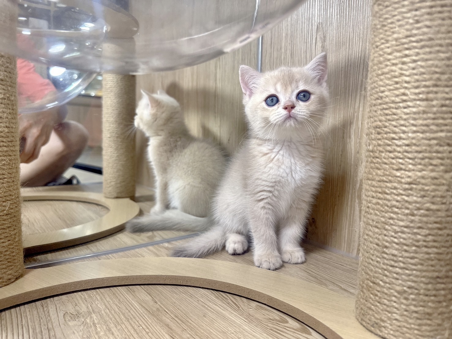 喜得貓社／紫金色英國短毛貓