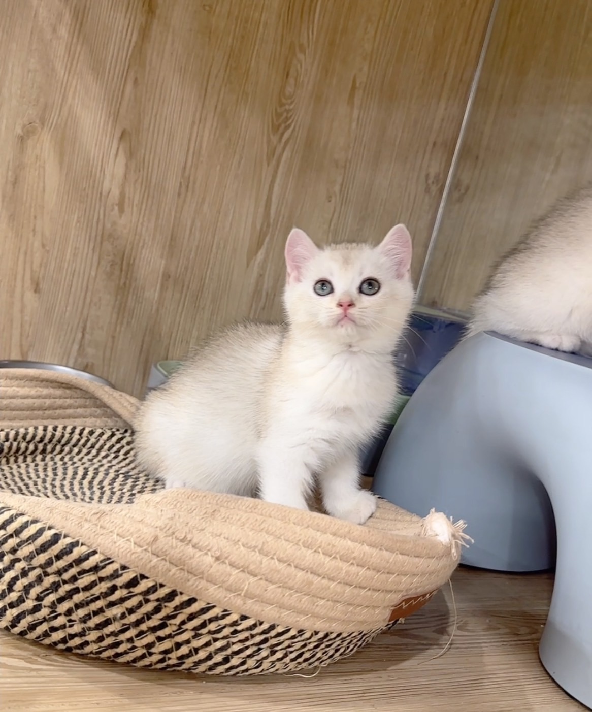 喜得貓社／銀漸層英國短毛貓