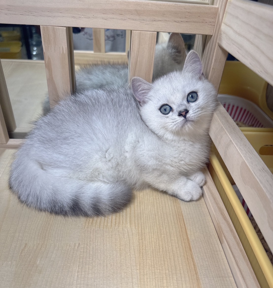 喜得貓社／銀漸層英國短毛貓