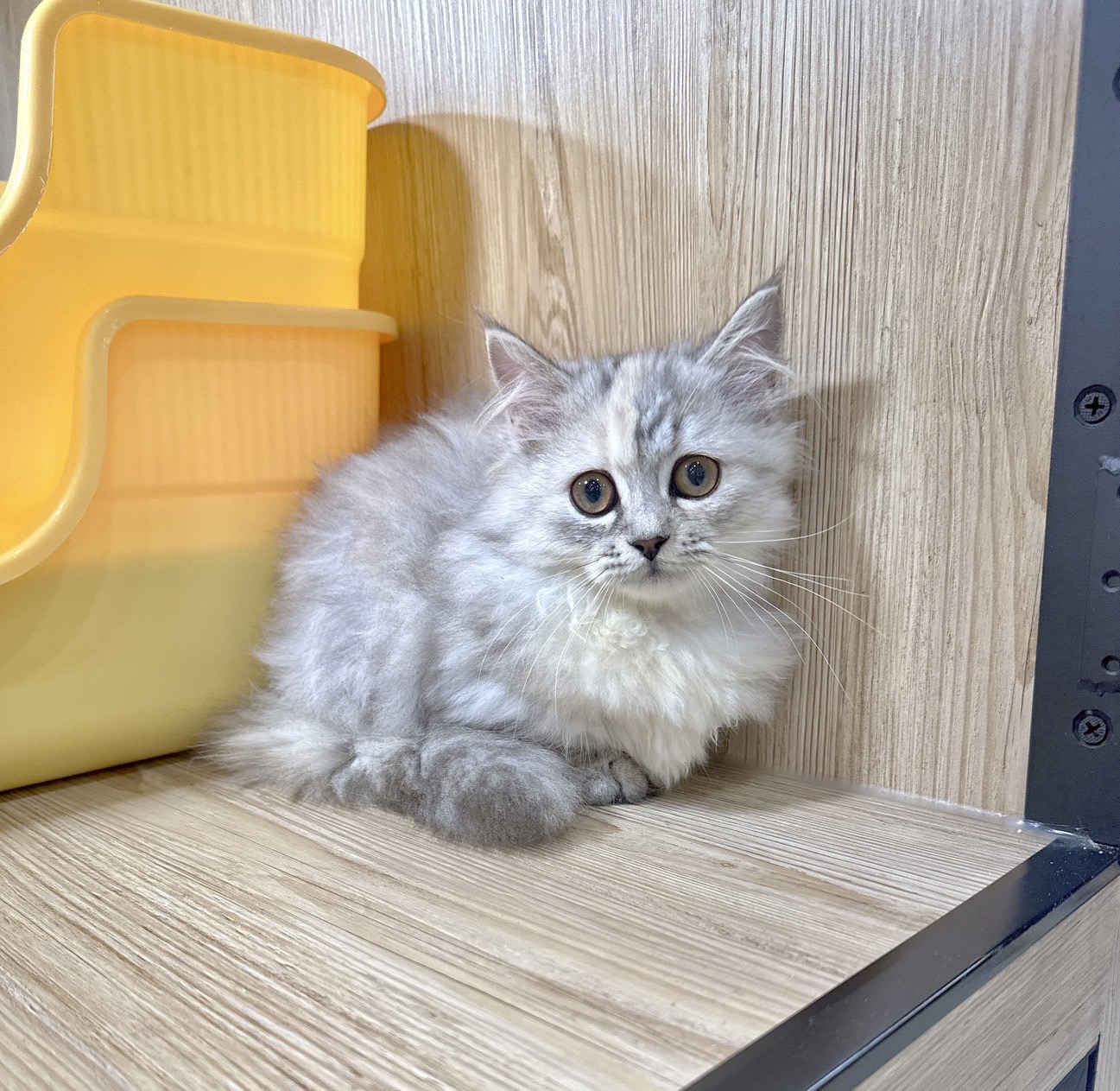 喜得貓社／銀三花小步舞曲