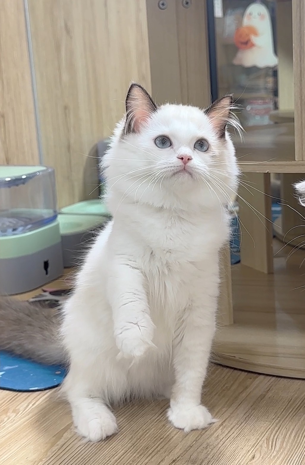 喜得貓社／海雙布偶貓