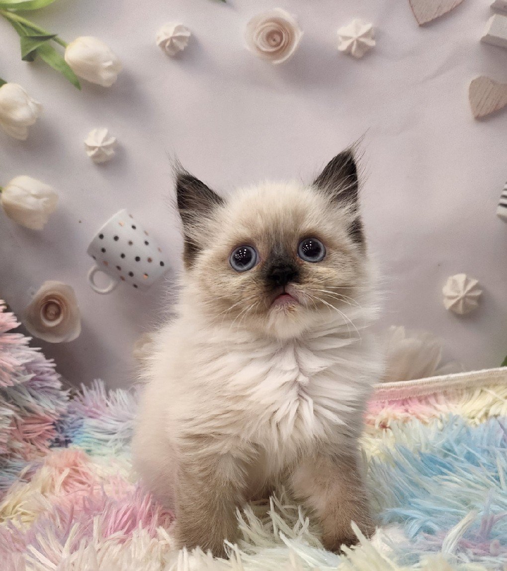 帕菲寵物館／手套重點色布偶貓