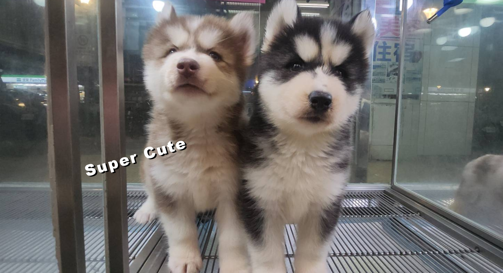 超可愛名犬社／哈士奇