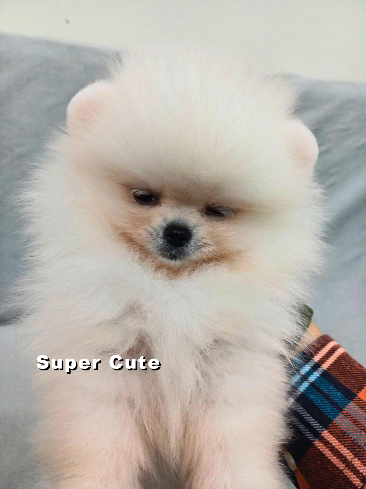 超可愛名犬社／博美犬