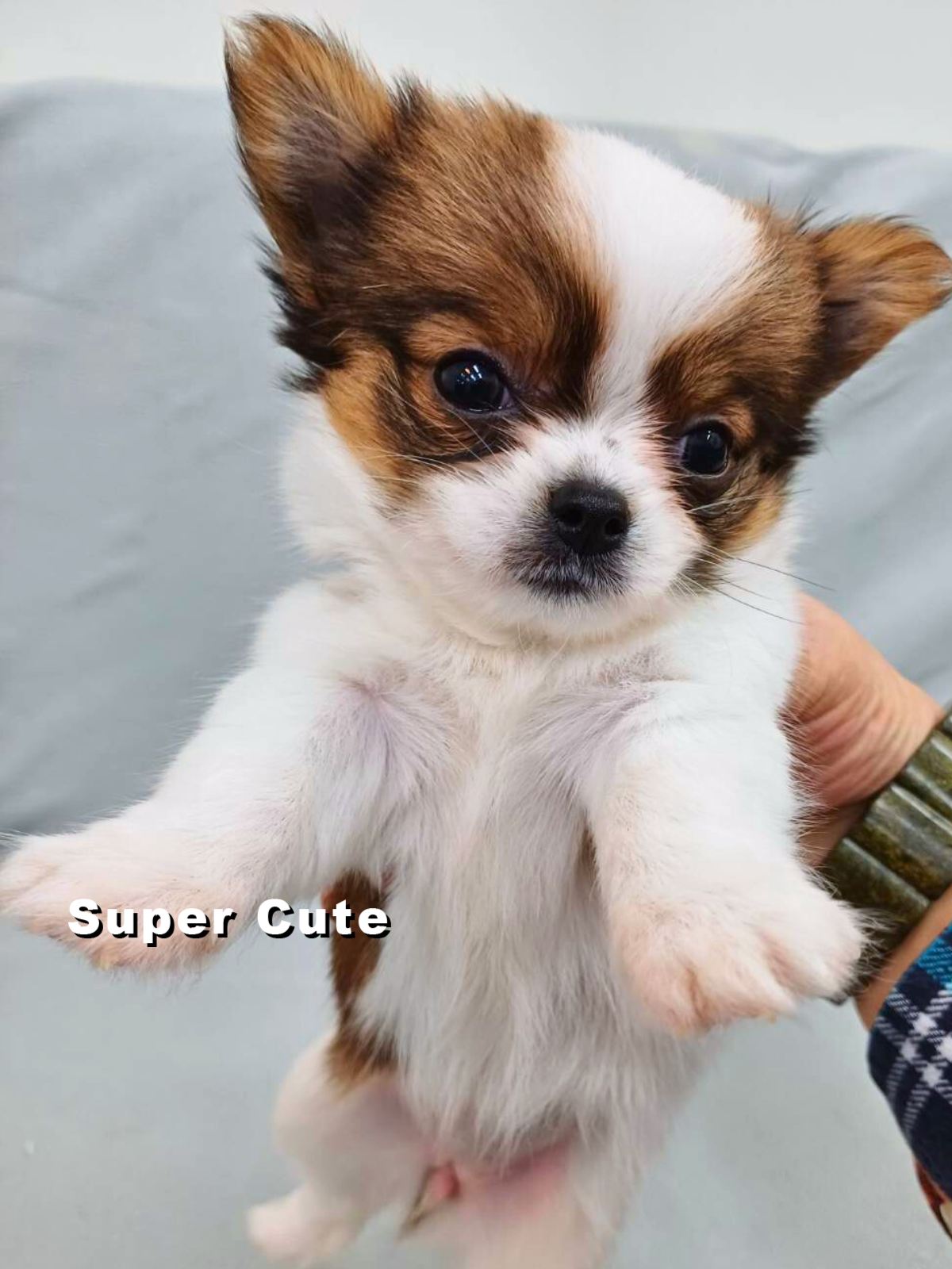 超可愛名犬社／巧克力長毛吉娃娃