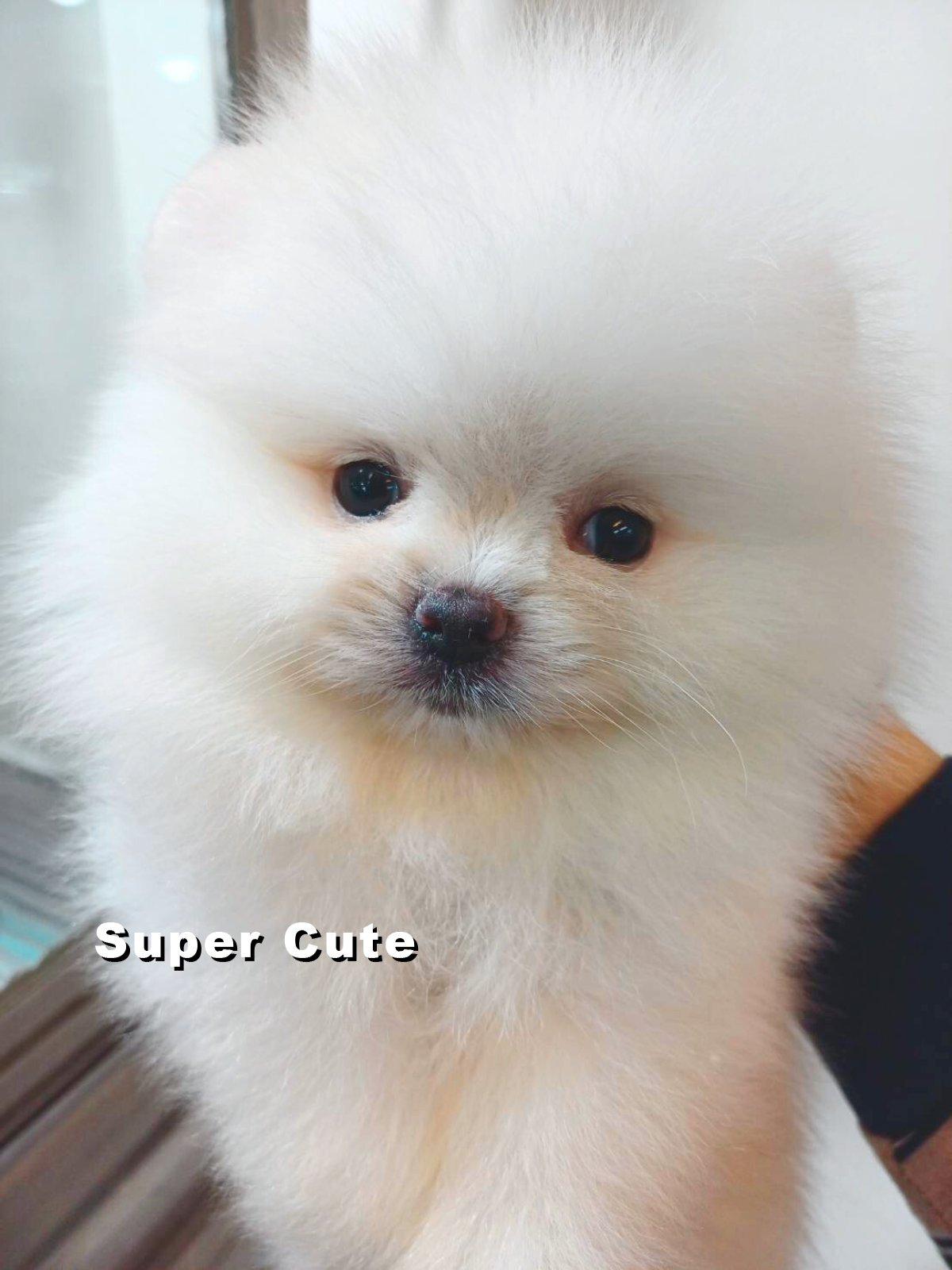 超可愛名犬社／博美犬