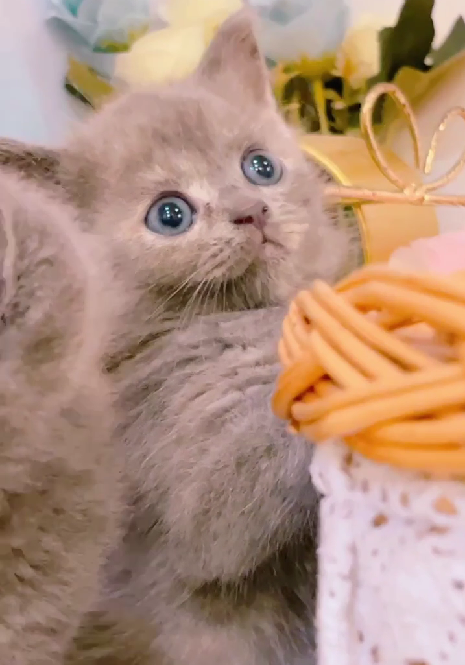 星光貓舍／藍奶油英國短毛貓