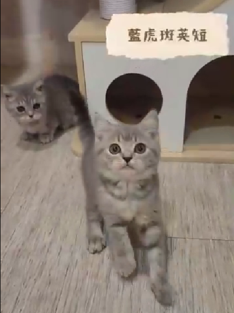 帕菲寵物館／英國短毛貓 & 曼赤肯貓
