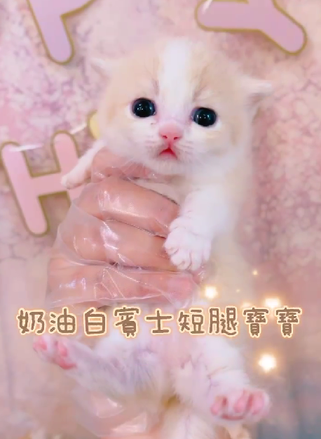 星光貓舍／各色曼赤肯