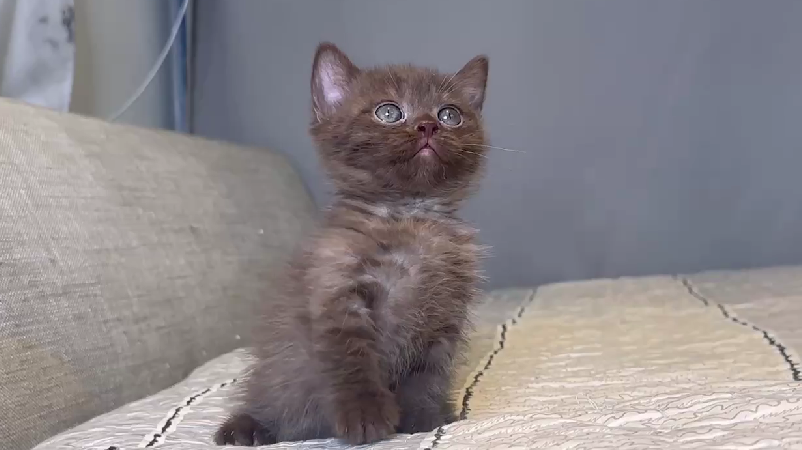 尊爵名皇／深巧克力色曼赤肯