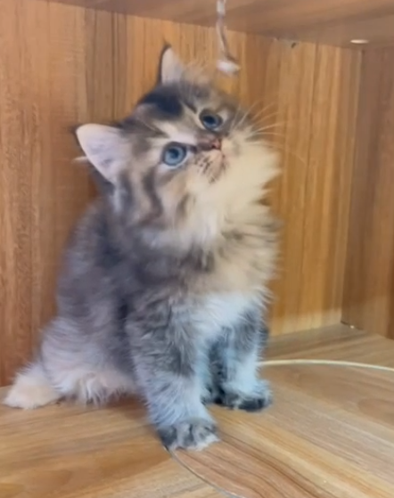 貓咪派對／黑銀三花英國長毛貓