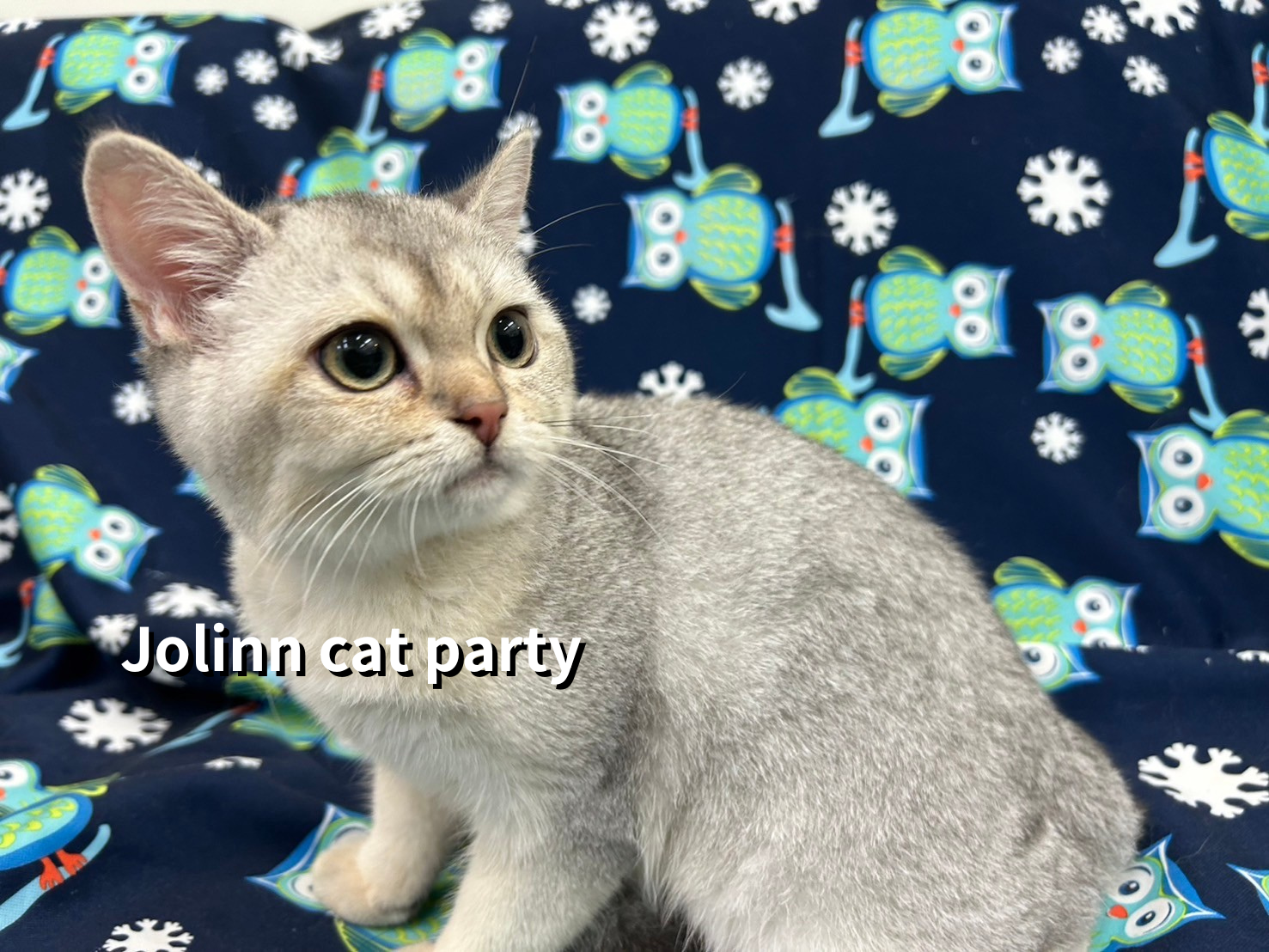 貓咪派對／銀漸層英國短毛貓