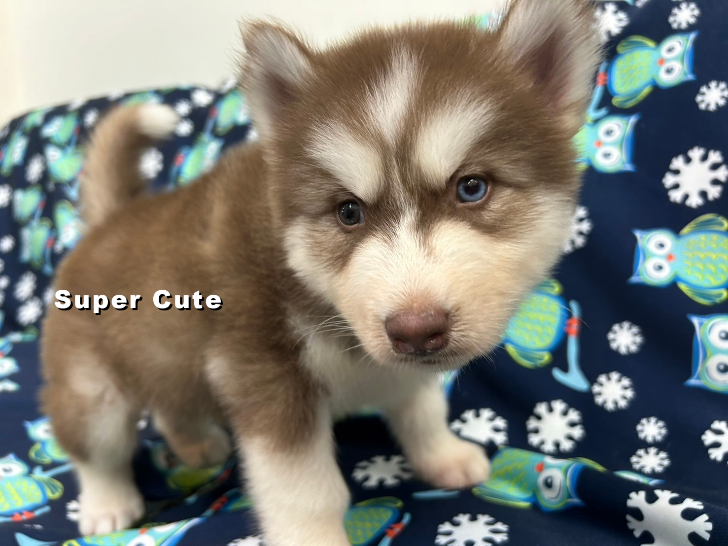 超可愛名犬社／巧克力色異瞳哈士奇