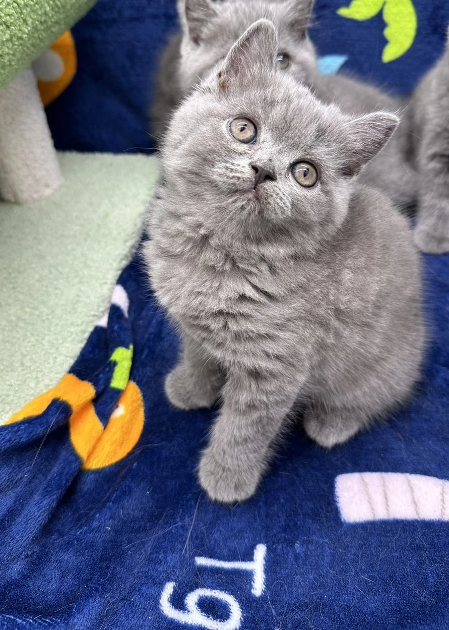 小莎貓屋／藍色英國短毛貓