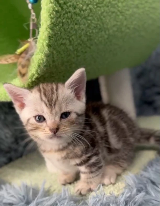 小莎貓屋／銀白螺旋紋曼赤肯