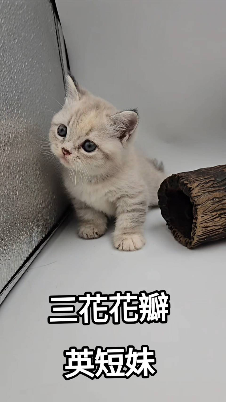 刻在你心底的貓／三花英國短毛貓