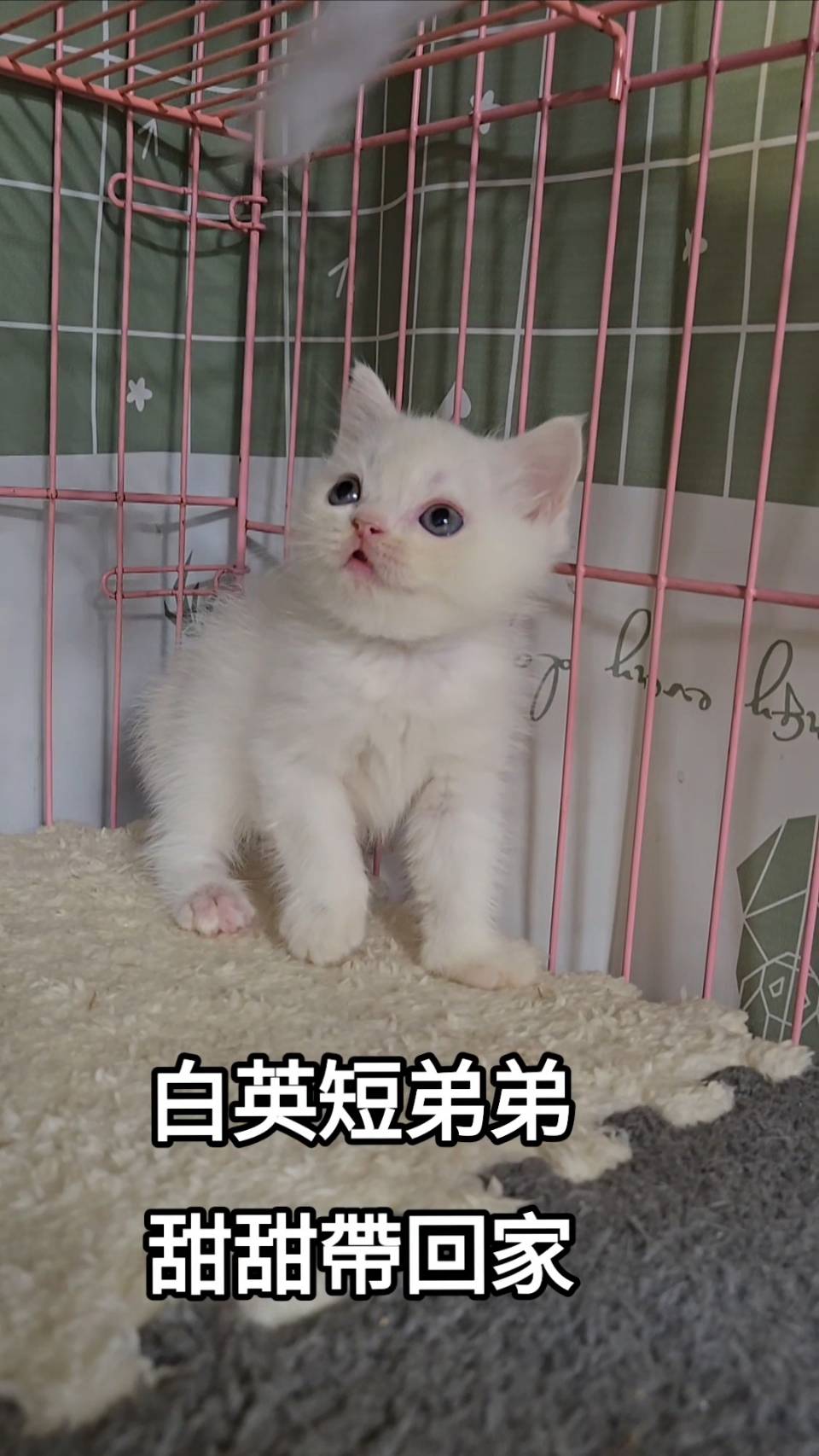 刻在你心底的貓／白色英國短毛貓