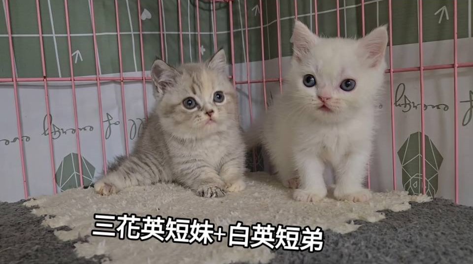 刻在你心底的貓／三花&白色英國短毛貓