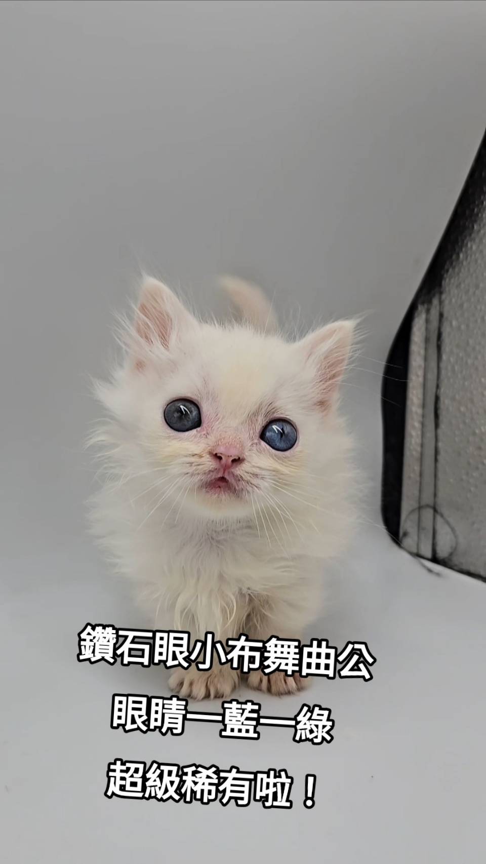 刻在你心底的貓／白色小步舞曲