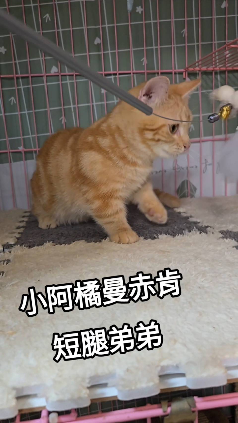 刻在你心底的貓／橘色曼赤肯