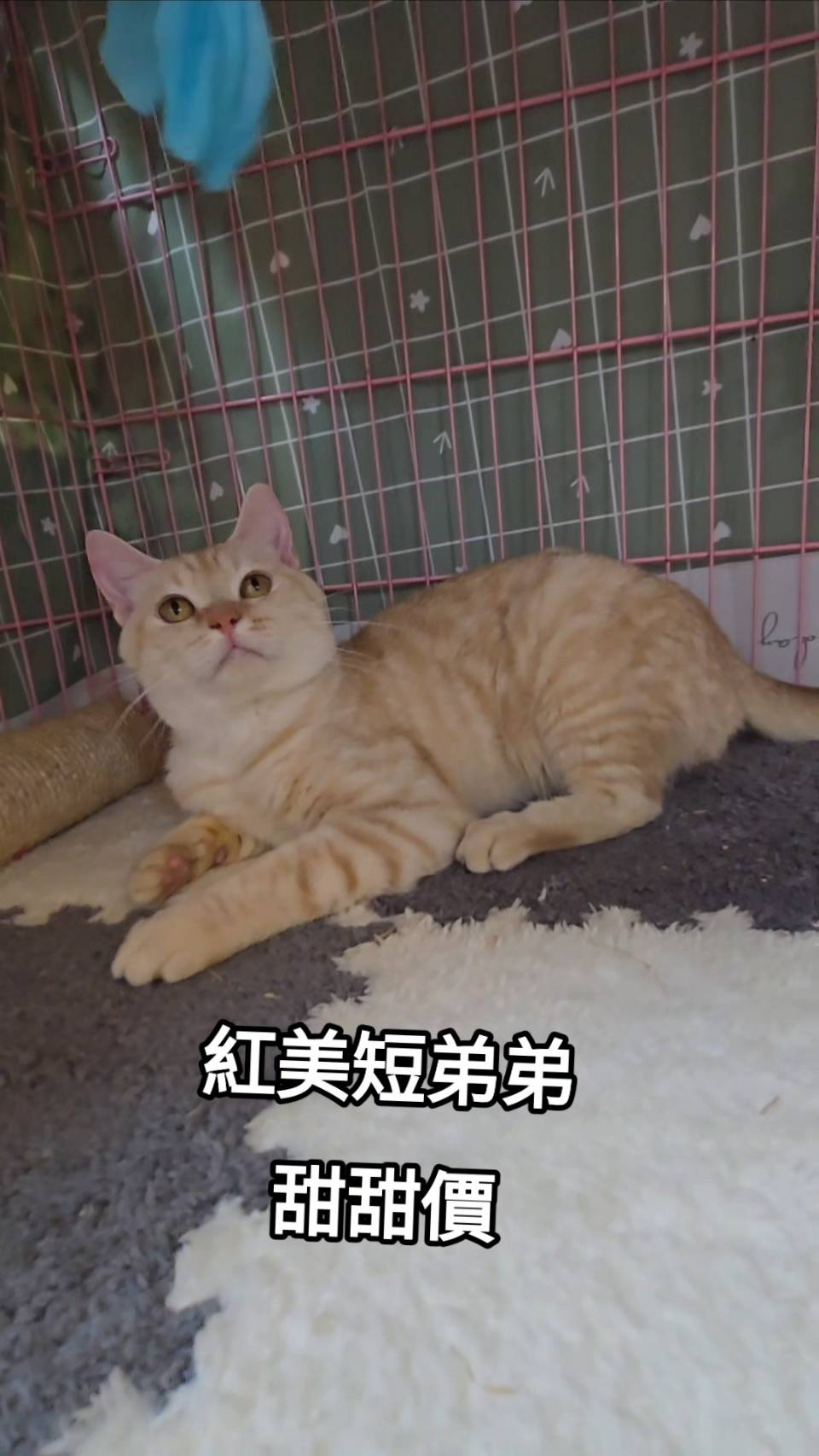 刻在你心底的貓／紅色美國短毛貓