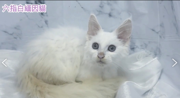 華貴皇族國際專業貓舍／六指白緬因貓