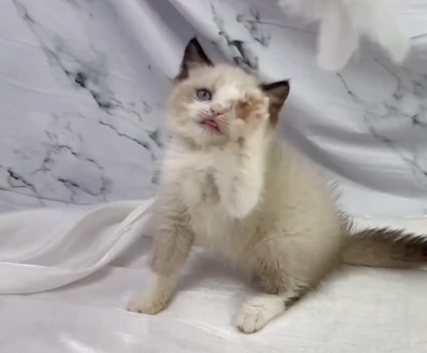 華貴皇族國際專業貓舍／雙色布偶貓