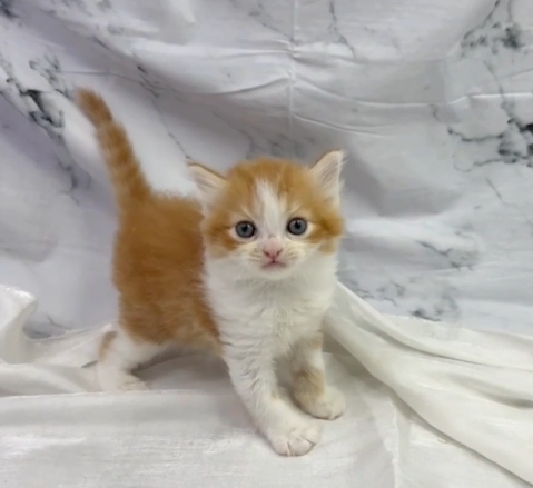 華貴皇族國際專業貓舍／橘白色小步舞曲