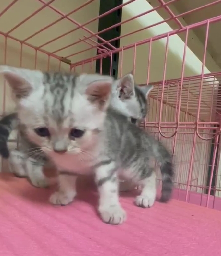 幸福朵貓貓貓舍／美國短毛貓