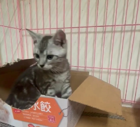 幸福朵貓貓貓舍／美國短毛貓