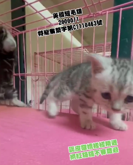 幸福朵貓貓貓舍／美國短毛貓