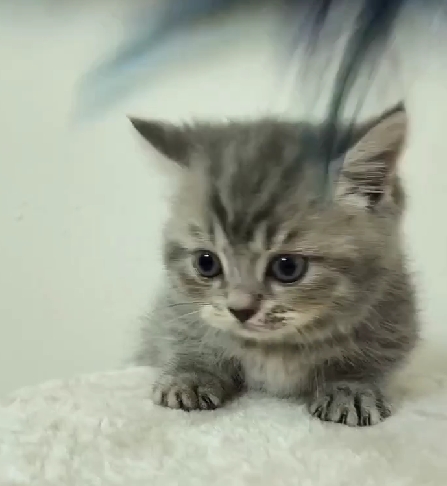 天使貓園／虎斑紋曼赤肯