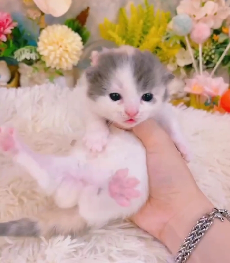 星光貓舍／三花曼赤肯