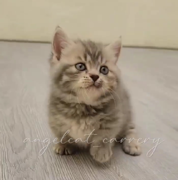 天使貓園／曼赤肯