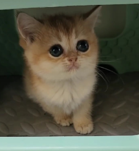 天使貓園／金漸層英國短毛貓