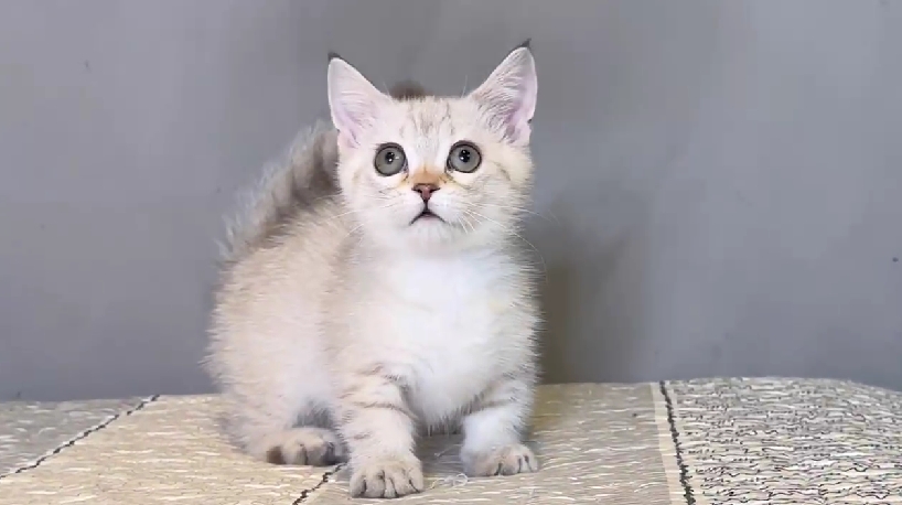 尊爵名皇／小鹿色曼赤肯