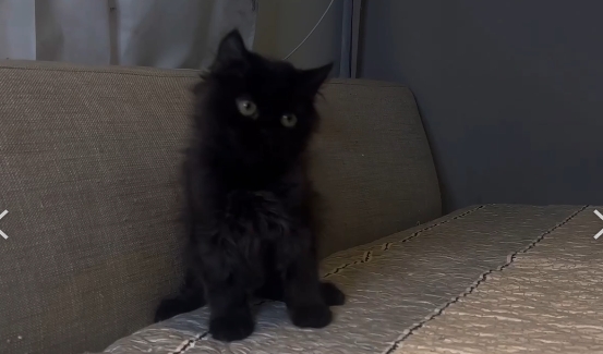 尊爵名皇／純黑色波斯貓