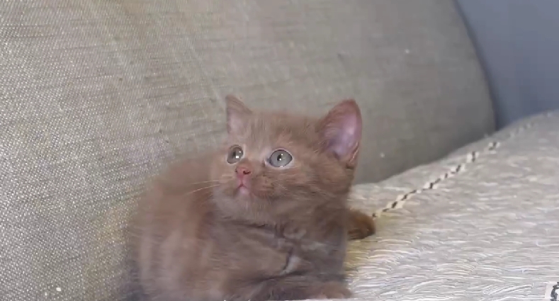 尊爵名皇／淺巧克力色英國短毛貓