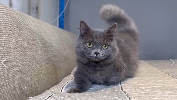 尊爵名皇／藍色小步舞曲