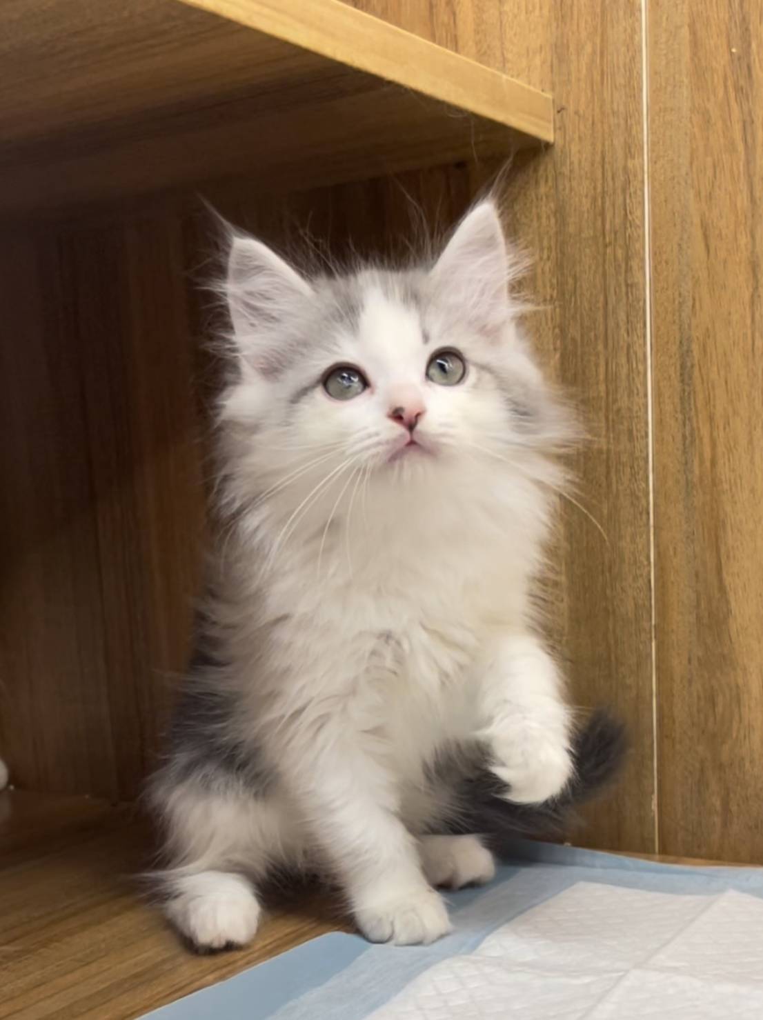 貓咪派對／銀白色英國長毛貓